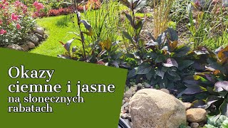 OKAZY CIEMNE I JASNE 🌟 JAK ROSNĄ NA SŁONECZNYCH RABATACH [upl. by Novikoff285]