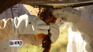 Bees Without Borders in Kenya  THE NEXT LIST [upl. by Ulrick]