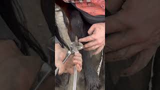 Trimming a horses chestnut horse asmr foryou equestrian satisfying [upl. by Wildon118]