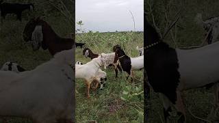 There is a group of 300 goats including two powerful goats in the forest to eat goat leaves [upl. by Alroy]