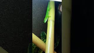 Phelsuma madagascariensis grandis  Day Gecko [upl. by Jesselyn]