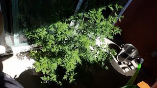 Growing Sweet Wormwood from Seeds Days 80121 [upl. by Suoicerpal]