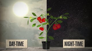 DIF and optimum day and night temperatures for plants  EP05 S2 by CANNA [upl. by Eisaj]