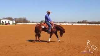 Reining Training  Fundamentals to Reining [upl. by Notniuqal]