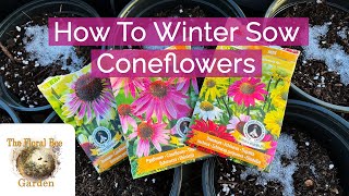 Winter Sowing Coneflower Seeds  The Floral Bee Garden [upl. by Naitsihc]