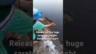 Release on huge Saratoga fishing saratoga [upl. by Cordula]