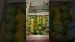 From Farm to Table How Avocados Are Processed in the USA Shorts [upl. by Muns]