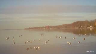 Shotkam Bufflehead near miss [upl. by Becca]