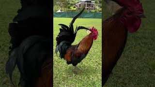 La Vallee des Couleurs beauty mauritius nature positivevibes rooster [upl. by Ravert]