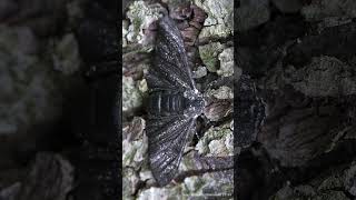 The most scientificallyfamous moth entomology moths [upl. by Cybill]