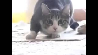 INCREIBLE GATO BAILANDO 2016 [upl. by Dolorita]