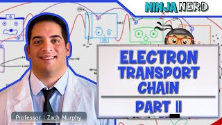 Metabolism  Electron Transport Chain DETAILED  Part 2 [upl. by Yellas]