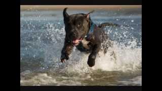 AMAZING American Pitbull Terrier by Naledge [upl. by Bartel214]