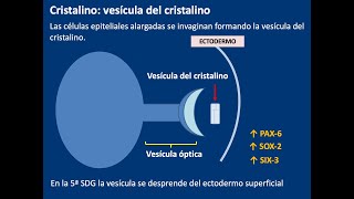 Embriología Desarrollo de ojo [upl. by Tito]