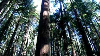 Redwood forest trail [upl. by Oaht989]