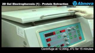 2D Gel Electrophoresis 1 Protein Extraction [upl. by Sasnak]