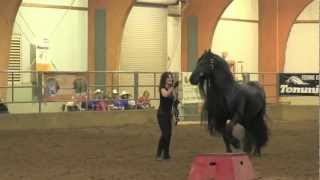 FRIESIAN STALLION UNBELIEVABLE Frederik the Great [upl. by Nahttam]