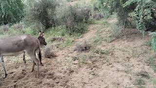 two male donkeys fight for female donkey [upl. by Sitof]