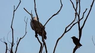 Whitebellied Seaeagle and Torresian Crow Yengarie Qld [upl. by Leftwich]