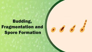 Budding Fragmentation and Spore Formation [upl. by Rooke757]