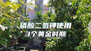 磷酸二氫鉀什麼時候用最好？記住3個關鍵時期，用對了效果加倍 [upl. by Katharyn]