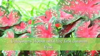 How to Plant Caladium Bulbs [upl. by Feingold]