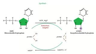 Deoxyribonucleotide Synthesis [upl. by Nickelsen507]