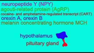 ENDOCRINE SYSTEM HYPOTHALAMUS amp WEIGHT GAIN [upl. by Birkner]