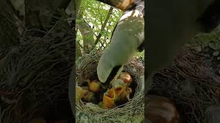 long tailed shrike bird babies P 4 shortsfeed trendingvideo [upl. by Vyse]