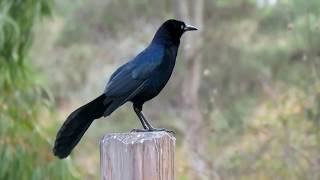 Great tailed Grackle  Madrona Marsh 41518 [upl. by Esther]