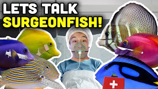 Talking Fish Surgeonfish Tangs and The Acanthuridae Fish Family [upl. by Ludmilla]