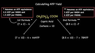 Quick Formula Calculating ATP Yield From Beta Oxidation of Even Numbered Saturated Fatty Acids [upl. by Alag]