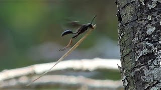 Grasscarrying Wasp Isodontia auripes [upl. by Arahahs]