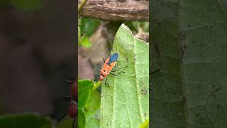 Dysdercus cingulatus is commonly known as the red cotton stainer [upl. by Harolda879]