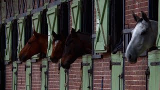 Haras de Jardy  le plus grand centre équestre français [upl. by Anitnahs]