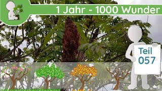 1 Jahr  1000 Wunder quotBäume 🌳🌳🌳 als invasive Neophyten 33quot Teil 057  12052019  Bestimmung [upl. by Kinna344]