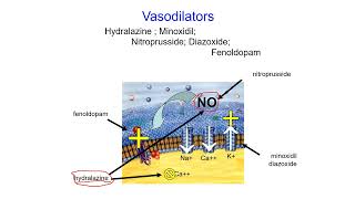 Pharmacology Online  Vasodilator [upl. by Bald]