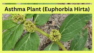 Benefits of Asthma Plant Euphorbia Hirta [upl. by Netnert]