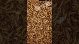 100000 Mealworms Eating Shrimp shorts timelapse timelapsevideo mealworms insects worm [upl. by Aryajay]