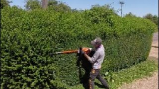 HEDGE trimming privet ligustrum [upl. by Dnama]