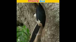 Hornbill Bird 😳  HistoryHub ❤️ shorts [upl. by Boland]