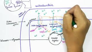 Electron Transport Chain  ATP Synthase Chemiosmosis amp Oxidative Phosphorylation [upl. by Rennie748]