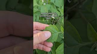 solanum solanumnigrum nightshade belladonna morella tomatillo morelle solanaceae foraging [upl. by Amik398]