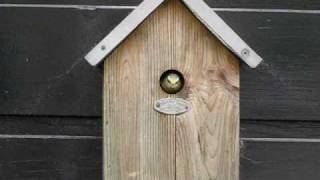 Several birds leaving nest for first time Parus caeruleus  Pimpelmees  Blue Tit [upl. by Modeste451]