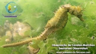 SIC descobre RUBI DA RIA FORMOSA [upl. by Madriene260]