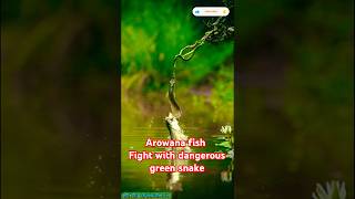 💥🦈 FISH VS SNAKE FIGHT 🐍💥 shorts shortsfeed fishlover snake fight ytshorts [upl. by Ahseila]