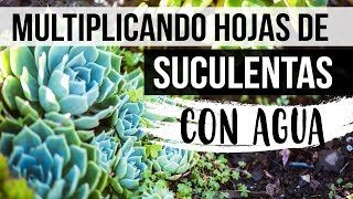 ¿CÓMO REPRODUCIR HOJAS DE SUCULENTAS CON AGUA [upl. by Gorton]