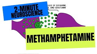 2Minute Neuroscience Methamphetamine [upl. by Umeko]