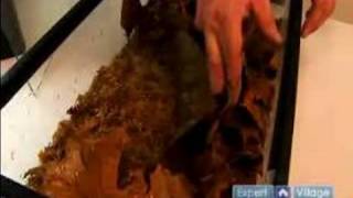 How To Care for Poison Dart Tadpoles  Froglet Stage of Poisonous Dart Frogs [upl. by Ainez]