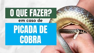 O que fazer  Picada de Cobra ou Outros Animais Venenosos [upl. by Balcer]